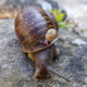 Jeremy with a baby snail (Image: Angus Davidson)